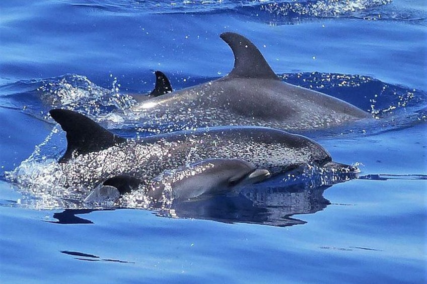 Family of bottlenose dolphin 4