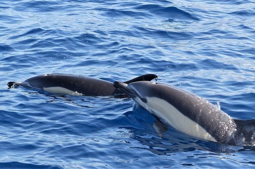 Common Dolphins 2