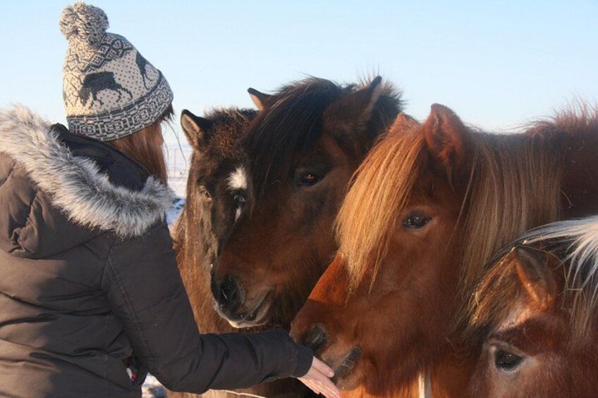 Icelandic horse 5