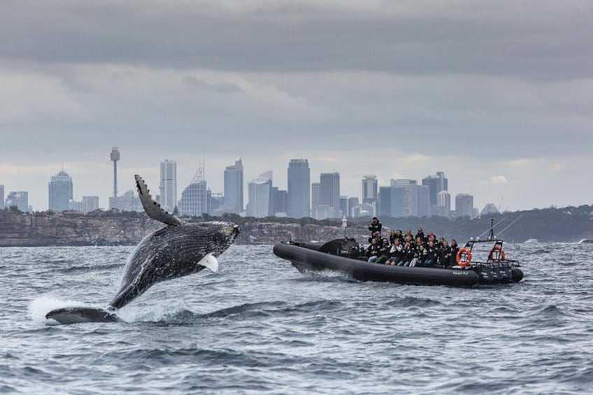 Een walvis springt uit het water nabij een boot met passagiers. 1