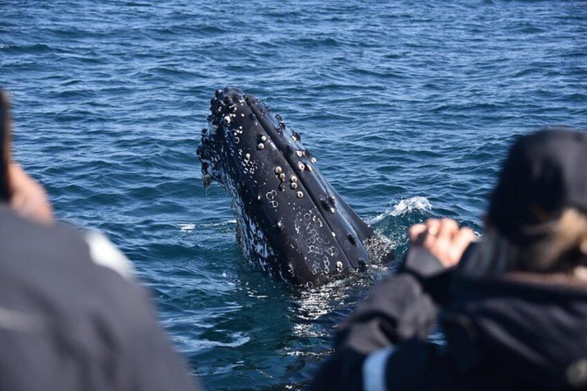 Occasionally the whales approach the boat 2