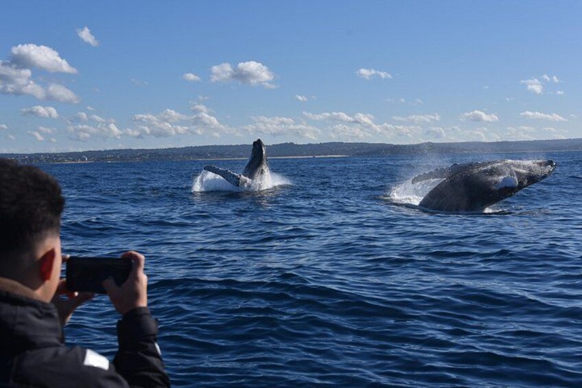 Iemand maakt een foto van een walvis die uit het water springt. 4