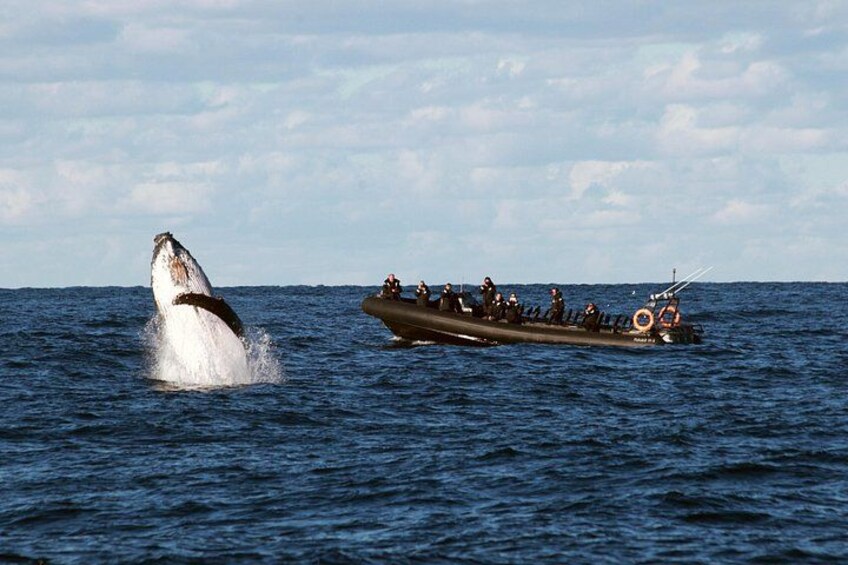 Sydney Whale-Watching on EXTREME Speed Boat 3