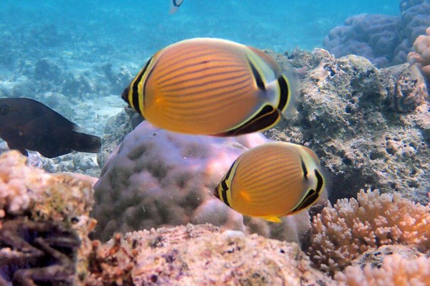 Two fish with yellow and black stripes swimming near coral. 4
