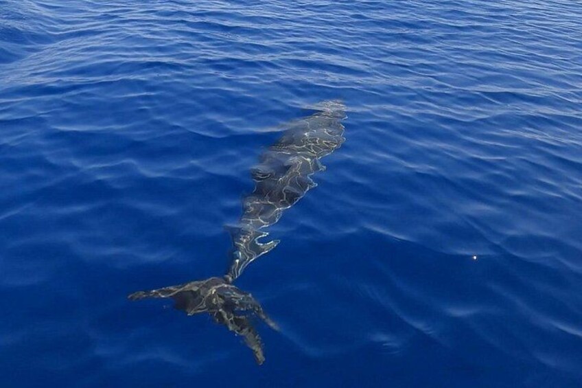 Boat Tour Egadi Day discover Favignana and Levanzo from Trapani 3