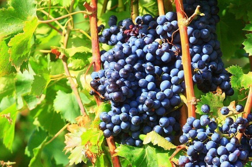 Châteauneuf du Pape Wine Day Tasting Tour including Lunch from Avignon 5