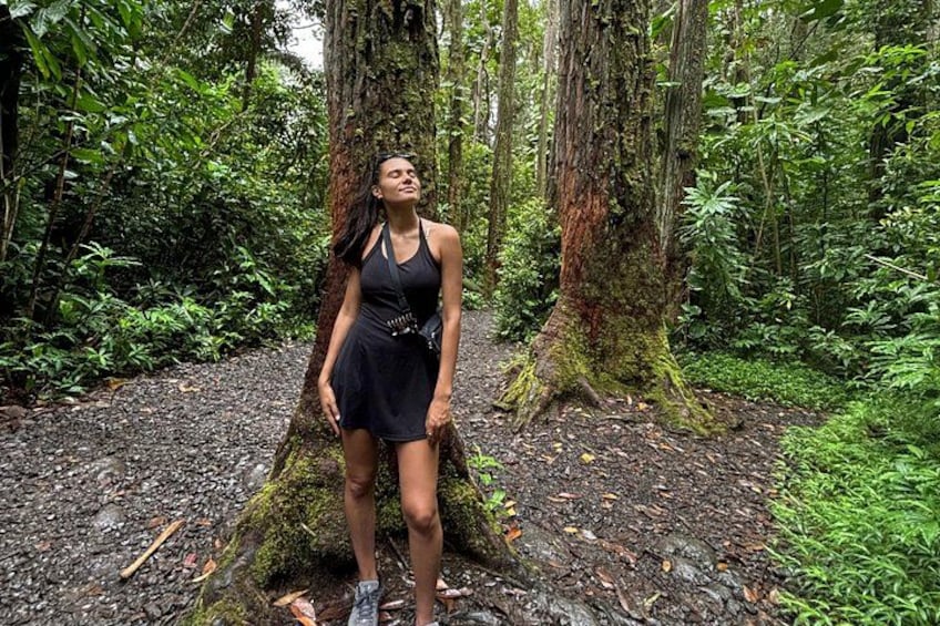 Oahu: Manoa Falls Rainforest Self-Guided Hike 3