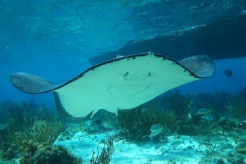 Eine Mantarochen schwimmt unter Wasser über einem sandigen Meeresboden mit Meerespflanzen. 5