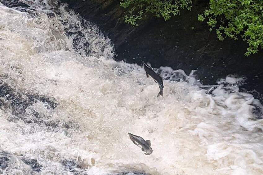 Salmon Jumping 4
