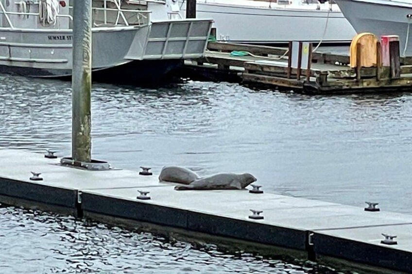 Seals 3