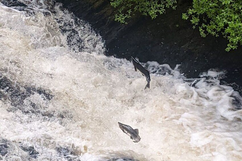 Salmon Jumping 5