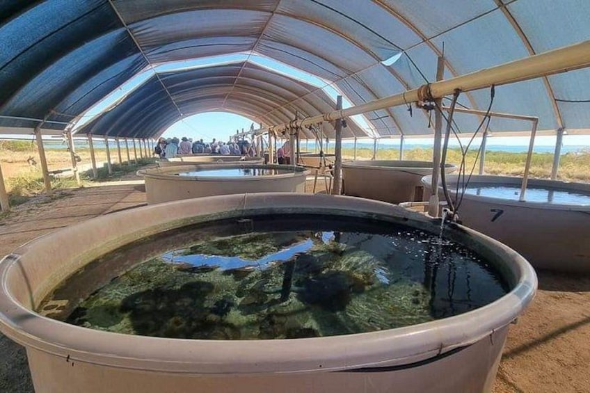 Ardyaloon Hatchery, One Arm Point 3