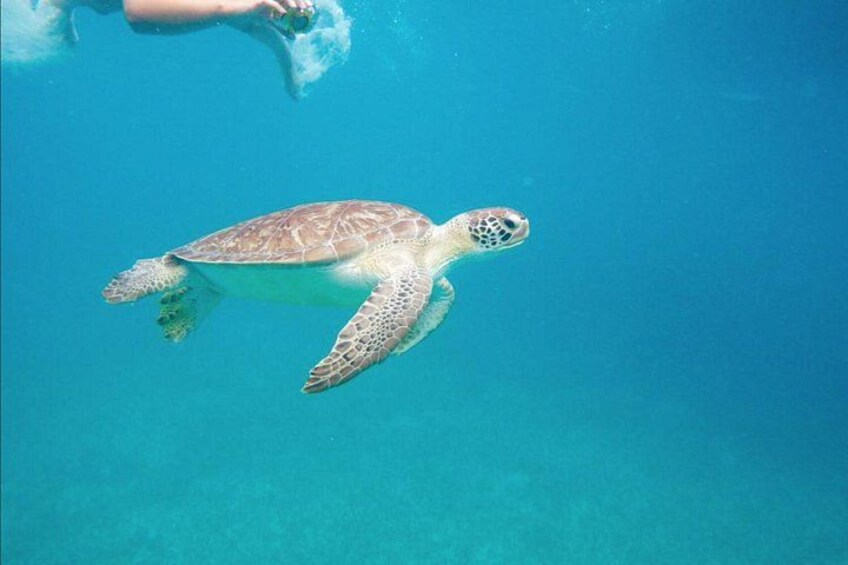 A sea turtle swimming in clear blue water. 1