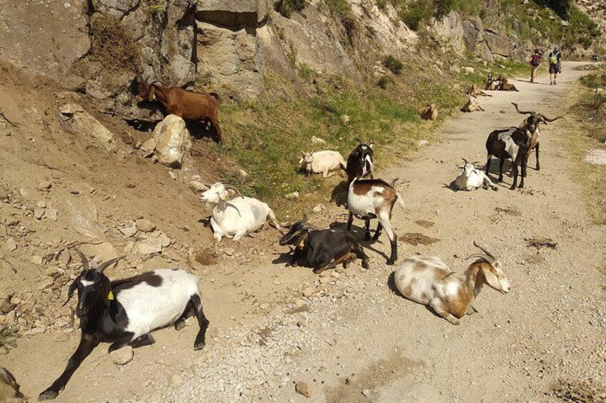 Goats spotted on the path! 2