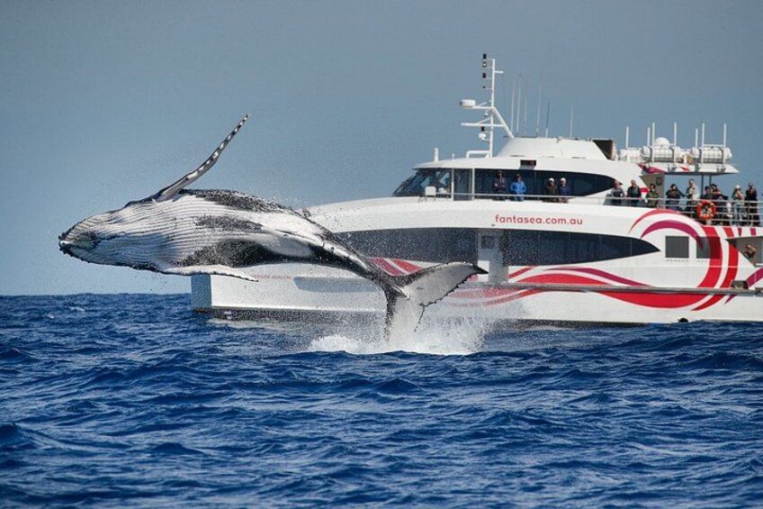 Sydney Whale Watching - 2.5hr Discovery Cruise 1