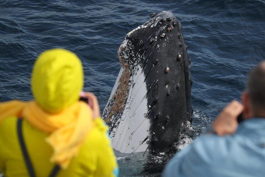 Sydney Whale Watching - 2.5hr Discovery Cruise 2