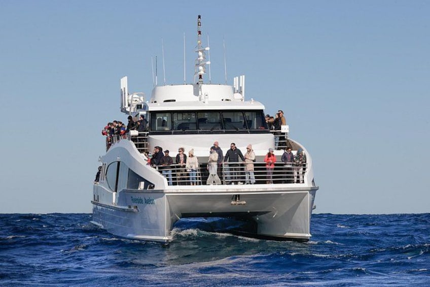 Sydney Whale Watching - 2.5hr Discovery Cruise 3
