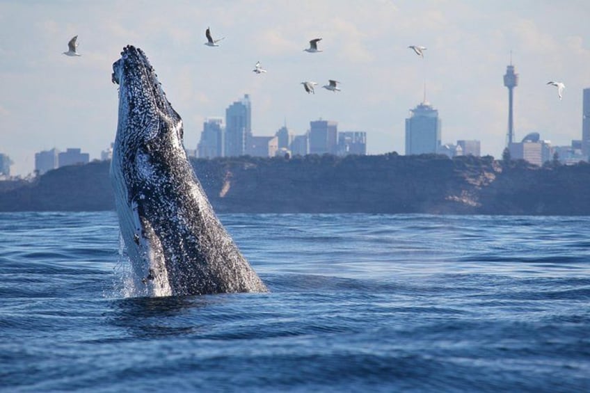 Sydney Whale Watching - 2.5hr Discovery Cruise 5