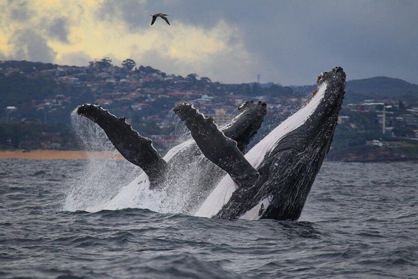 Sydney Whale Watching - 2.5hr Discovery Cruise 3