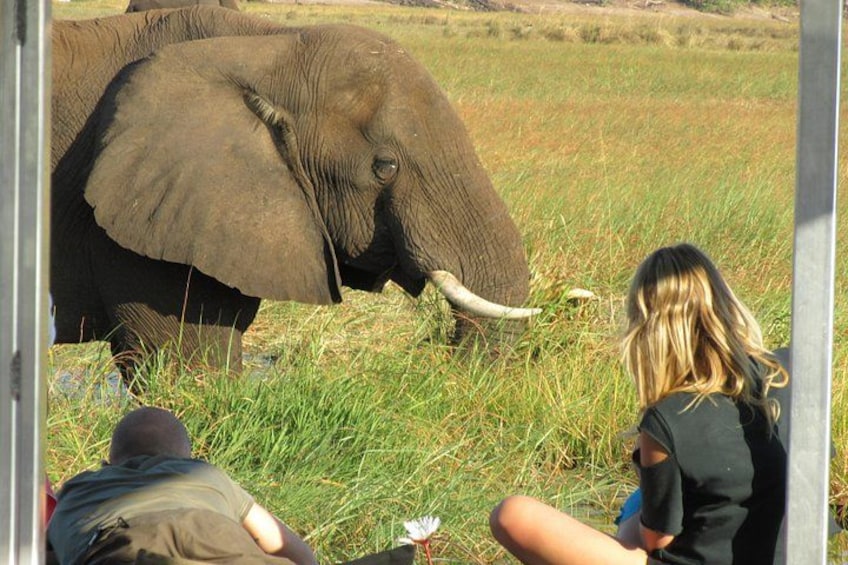Ein Elefant in einem grasbewachsen Feld, eine Person liegt am Boden und eine weitere sitzt dort. 4