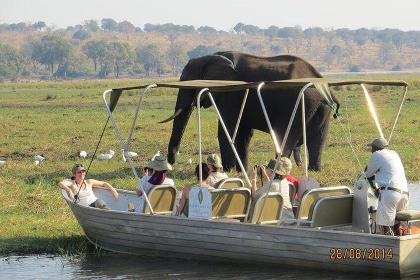 Un bote con gente observando un elefante junto a un río. 1