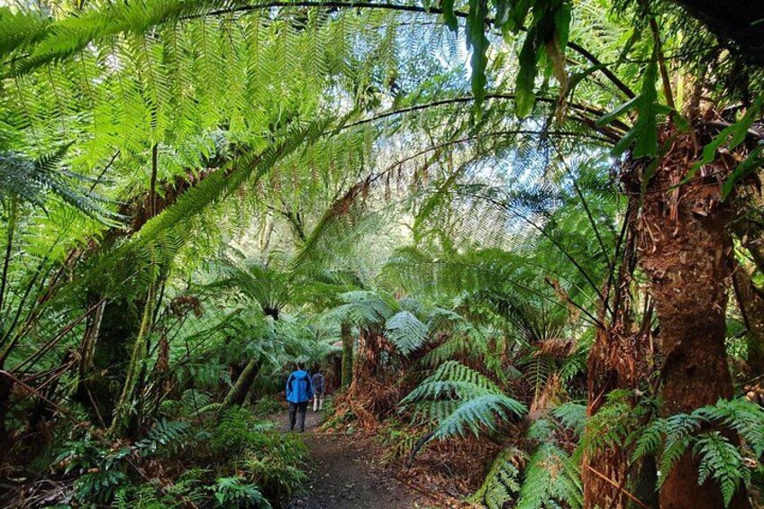 A forested area with ferns and a person walking on a trail. 3