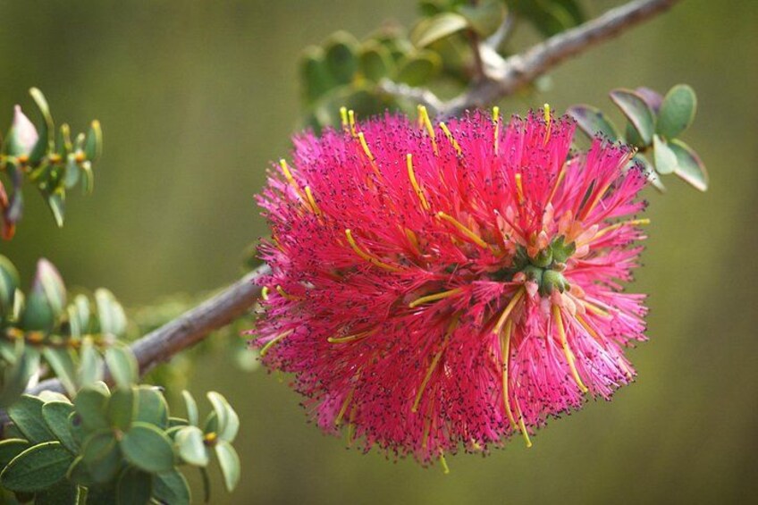 Kings Park (Image: TWA) 4