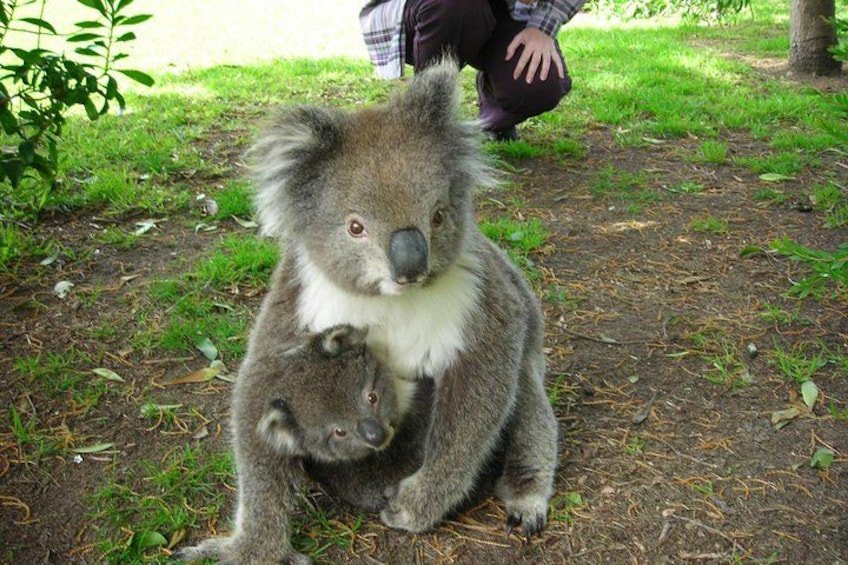 A koala with its joey in a grassy area. 2