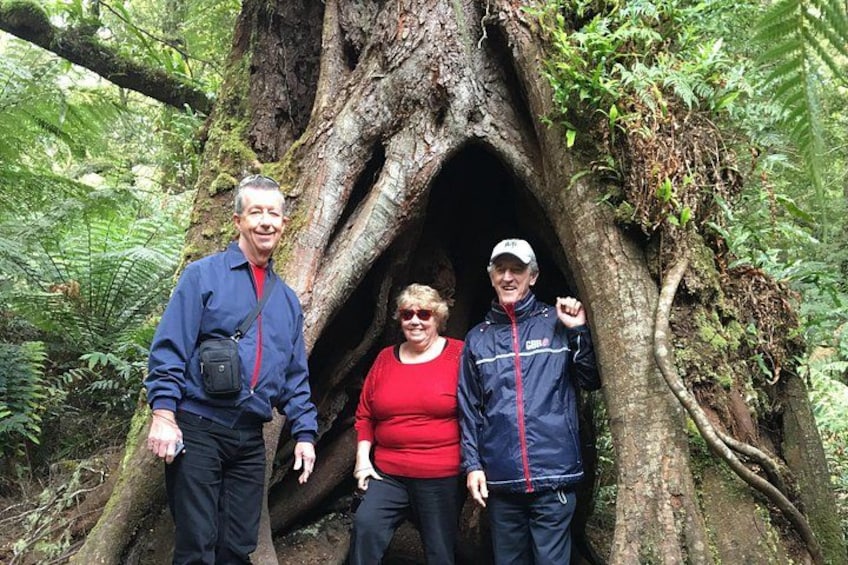 Three people standing in front of a large tree with a hollow. 2