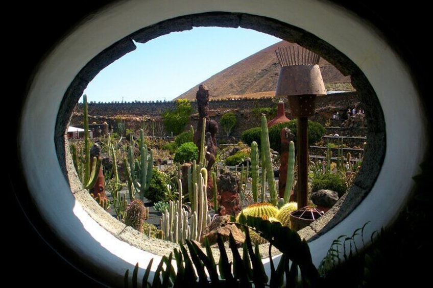 A cactus garden with various cacti and a mountain in the background. 2