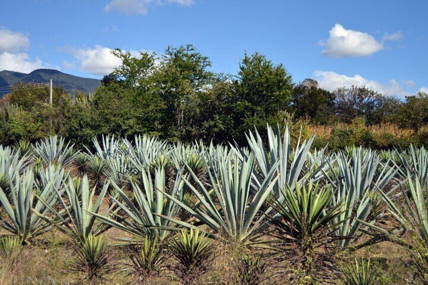 Earth, Corn & Fire: Tasting the Roots of Oaxacan Cuisine