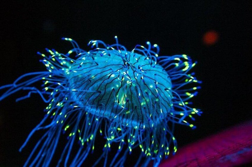 A jellyfish with blue and green bioluminescent tentacles in a dark environment. 1