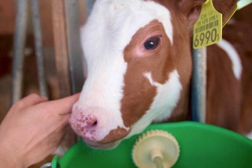 A cow with a tag, a green container, and metal bars. 2
