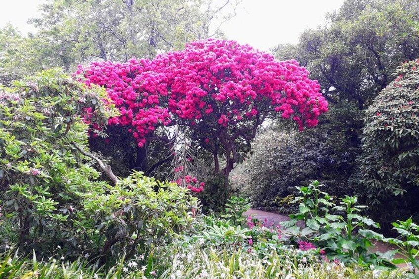 Rhododendrons in spring 2