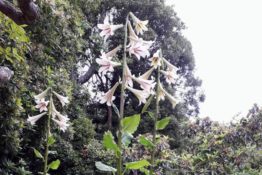 Giant Lilies at Botaic Garden 2