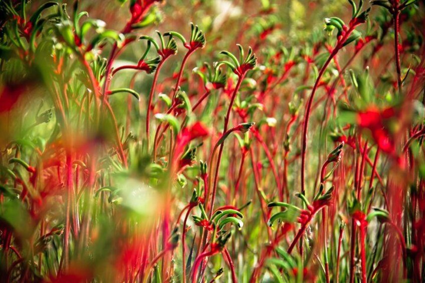 Special access to the best areas of the National Park for wildflowers spotting (seasonal). 2