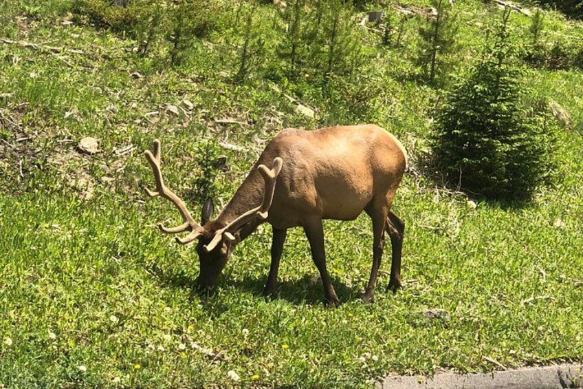 More Elk 3