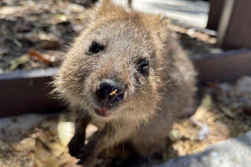 A close-up of a quokka with a curious expression, standing on a sandy ground with some leaves and a wooden structure in the background. 4