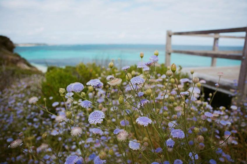 A coastal landscape with purple flowers, a wooden pier, and a view of the sea. 5