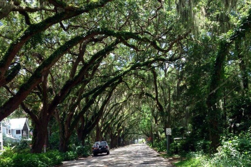 A tree-lined road with a car driving down it. 3