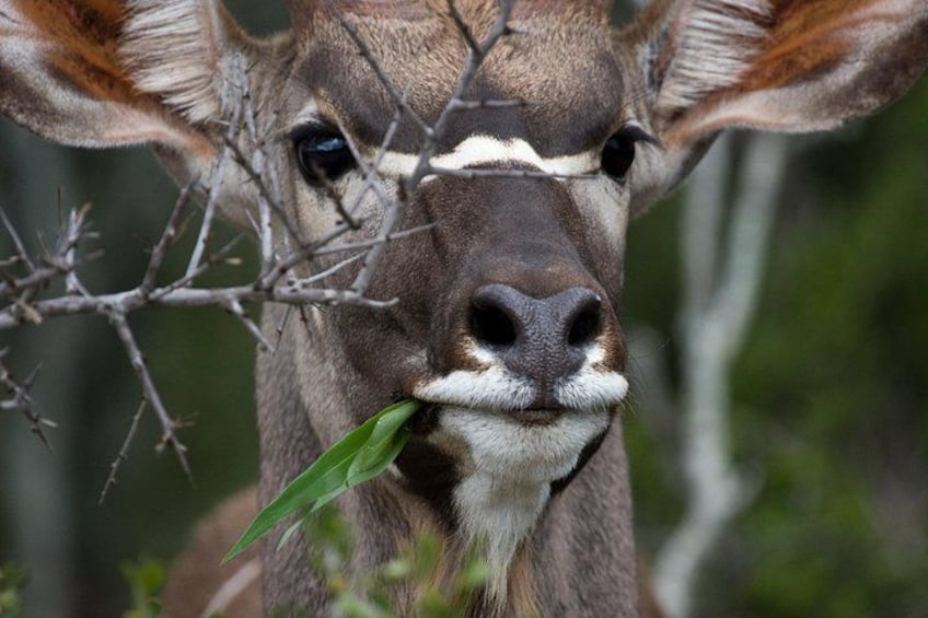 Ein Tierporträt eines Hirsches mit Geweihen, der ein Blatt im Maul trägt, vor unscharfem Hintergrund der Natur. 3