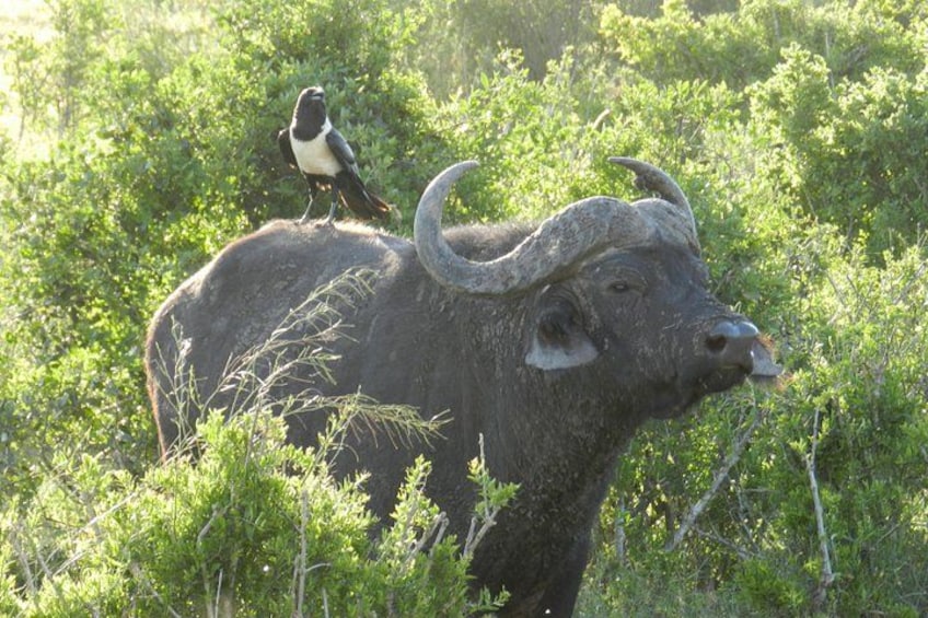 Ein Bison mit großen Hörnern und ein Vogel, der auf seinem Rücken sitzt, in einer grasbewachsenen Landschaft. 5