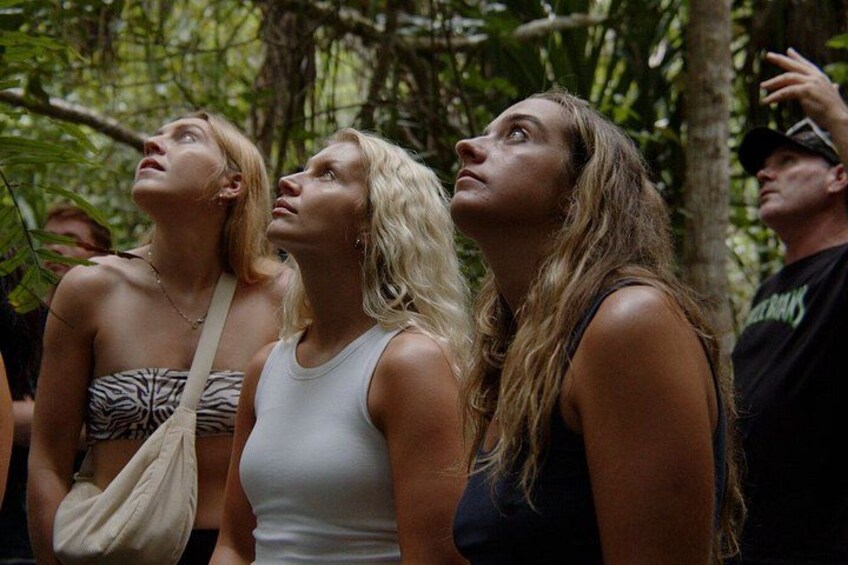 Cape Tribulation Day Tour from Cairns 2