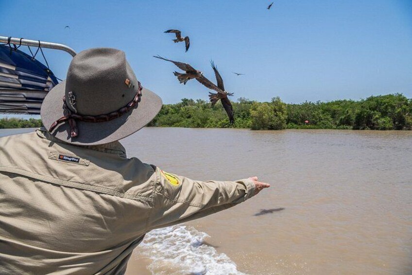 1 Hour Jumping Crocodile Cruise on the Adelaide River 3