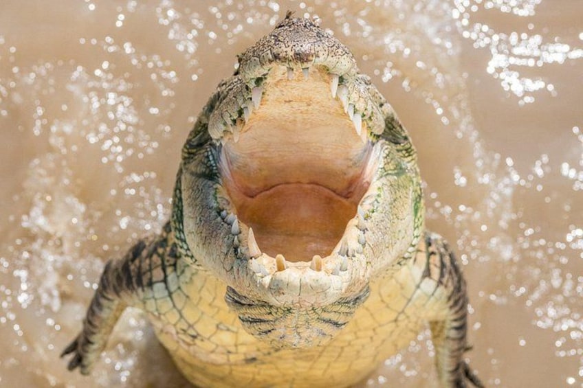 Een krokodil met open bek, omringd door opspattend water. 1