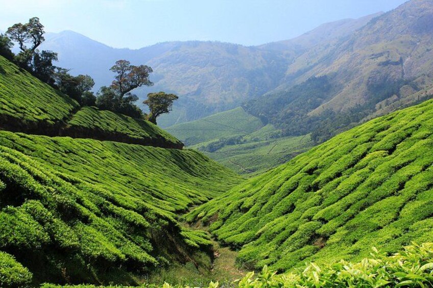Una exuberante plantación de té verde con colinas escalonadas y un cielo despejado. 3