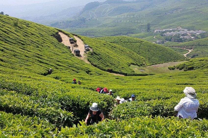 Una plantación de té con colinas, donde trabajadores cosechan hojas de té. 1