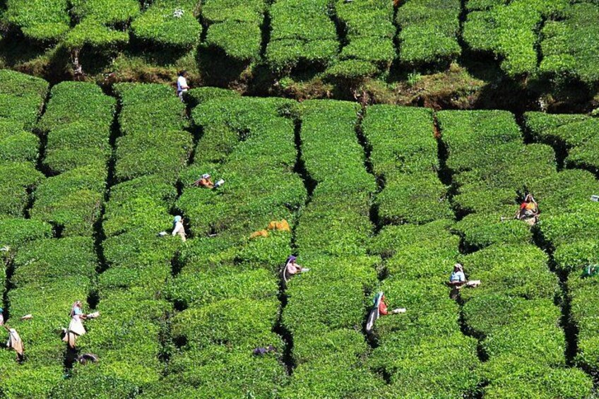 Una plantación de té con hileras de arbustos de té y trabajadores cuidándolos. 2