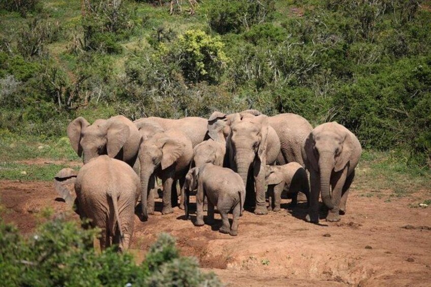 A herd of elephants in a natural landscape with sparse vegetation and a dirt ground. 1