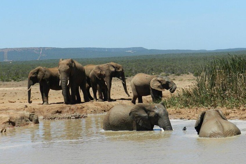 Elephants near a waterhole in a dry landscape with sparse vegetation. 5